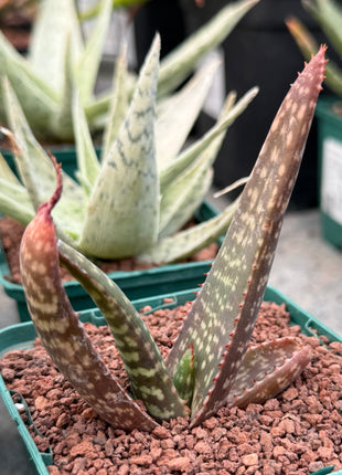 Aloe burgersfortensis