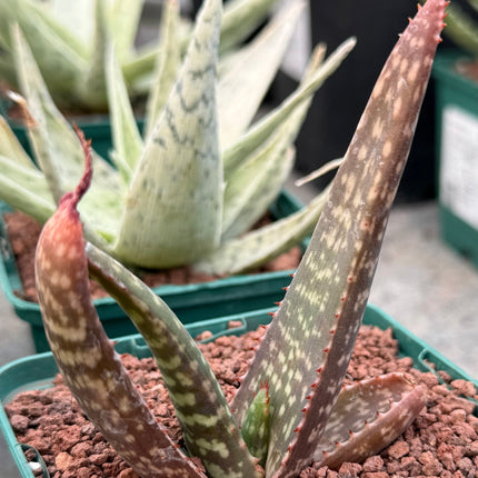 Aloe Burgersfortensis