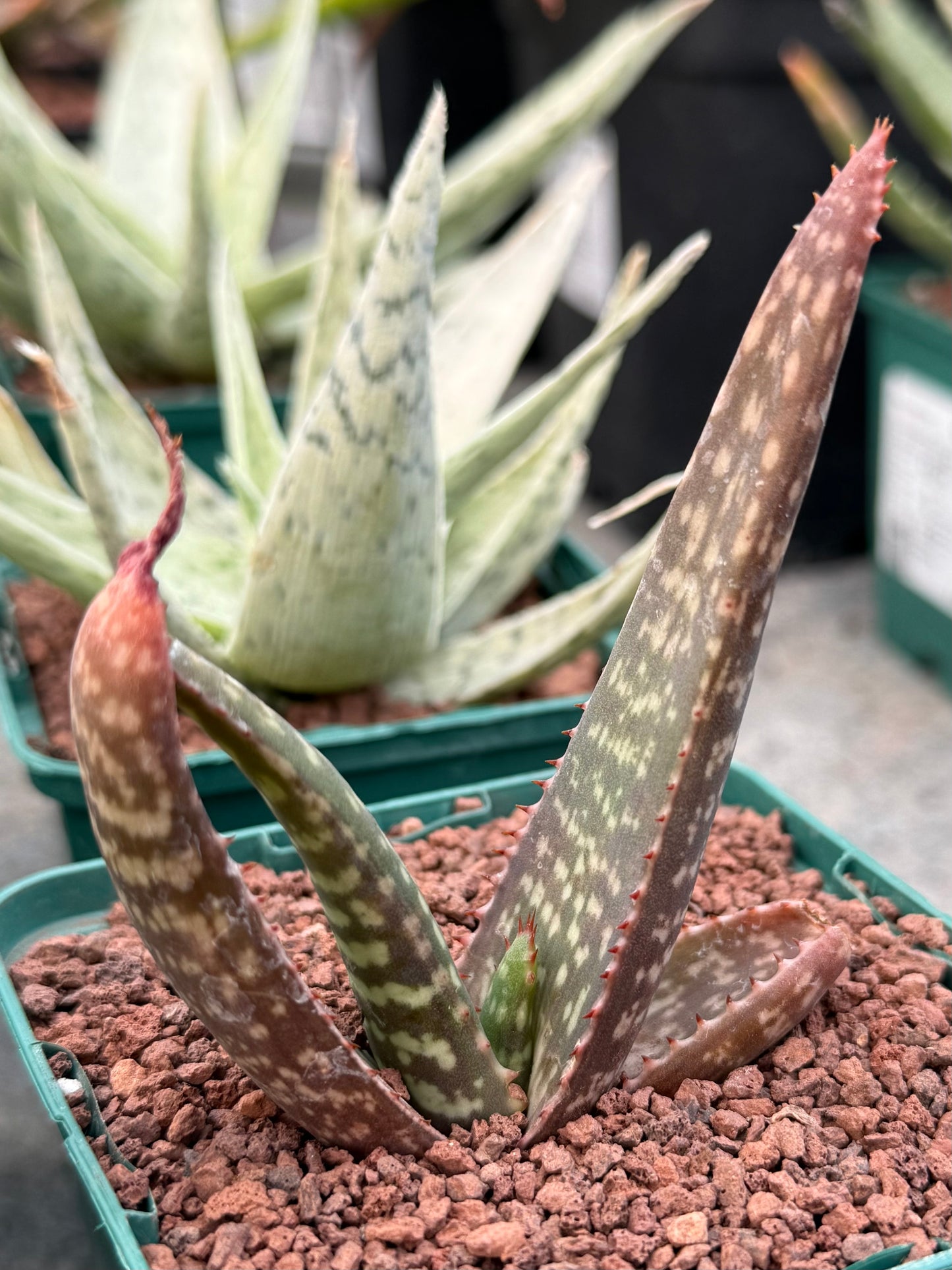 Aloe burgersfortensis