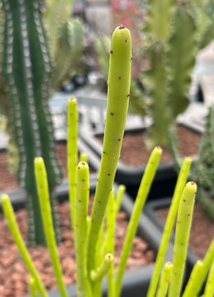 Euphorbia alluaudii