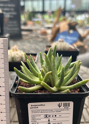 Bergeranthus jamesii