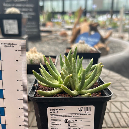 Bergeranthus jamesii