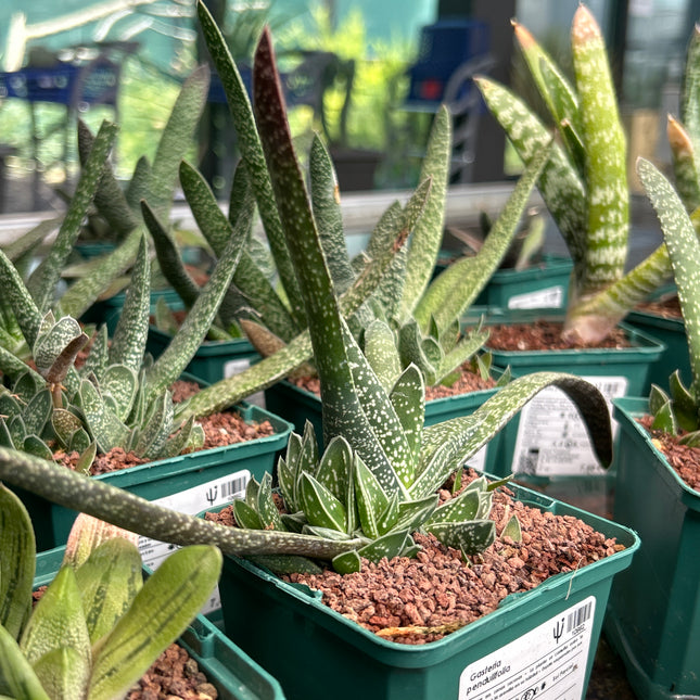 Gasteria pendulifolia