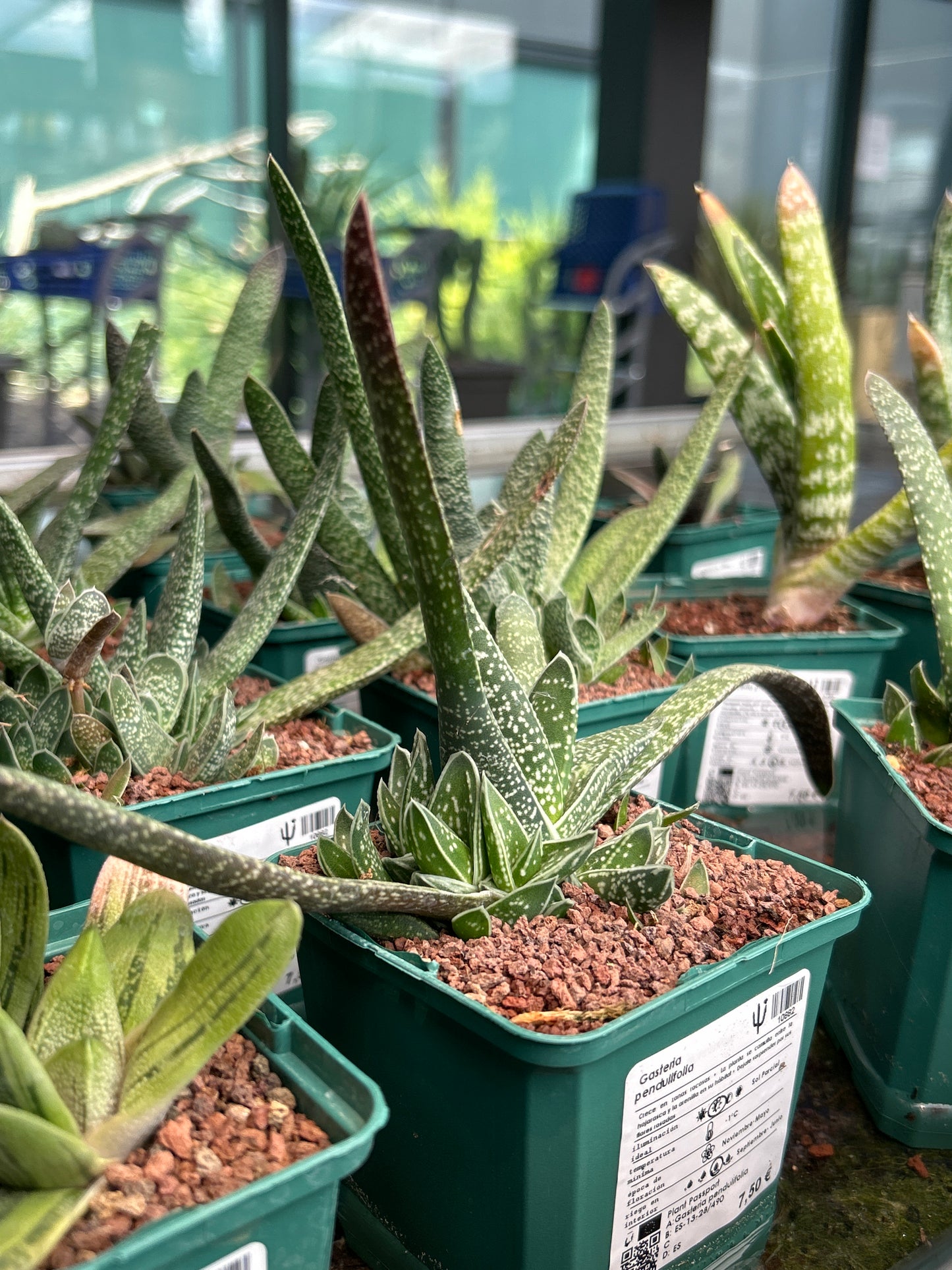 Gasteria pendulifolia