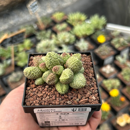Adromischus marinae f. herrei