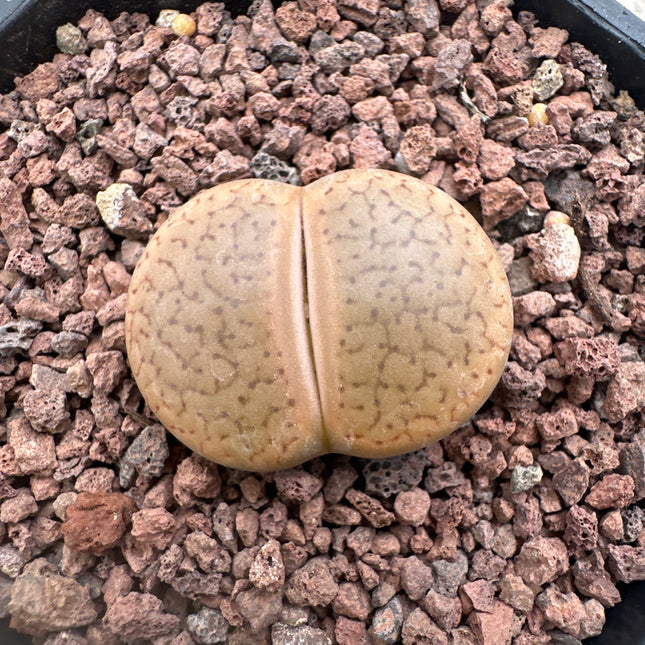 Lithops hookeri var. marginata C118