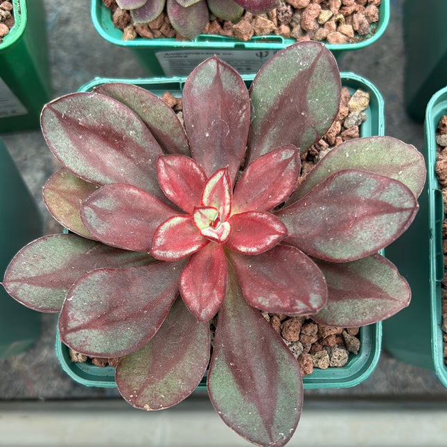 Echeveria nodulosa 'Beni-tsukasa'