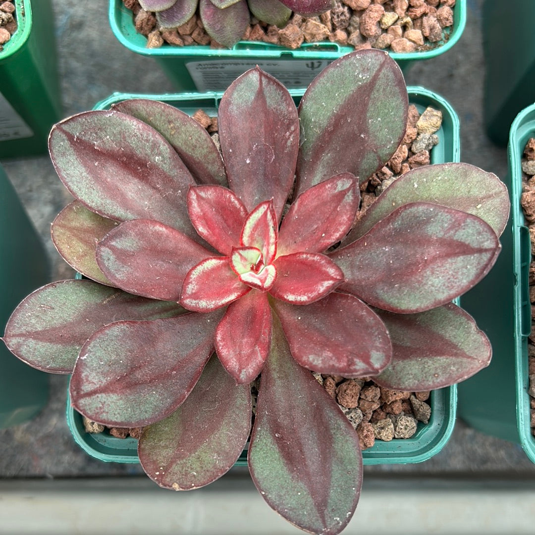 Echeveria nodulosa 'Beni-tsukasa'