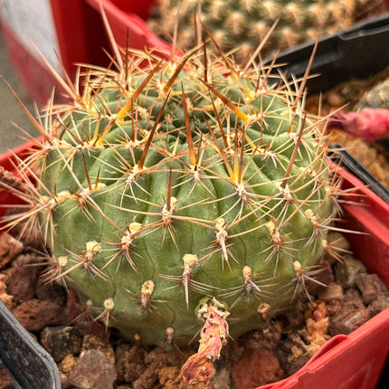 Weingartia mariana