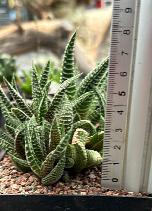Haworthiopsis scabra x limifolia striata