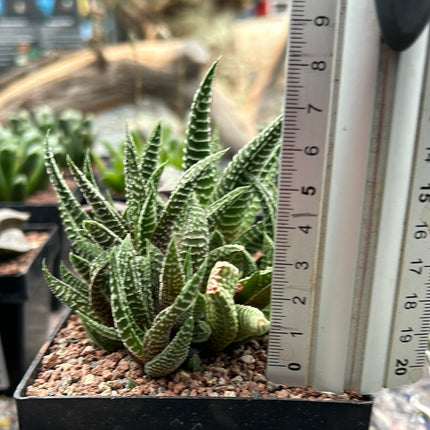 Haworthiopsis scabra x limifolia striata