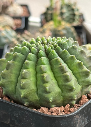 Gymnocalycium 'Spineless'