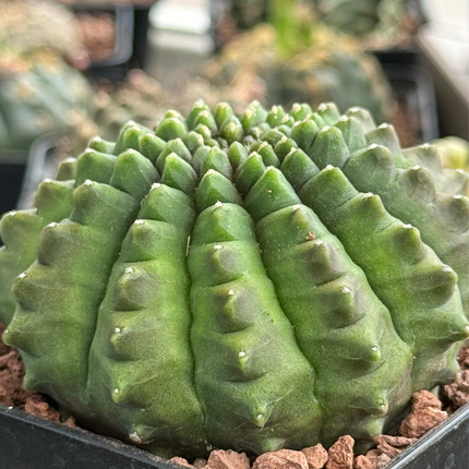 Gymnocalycium ‘Spine less’
