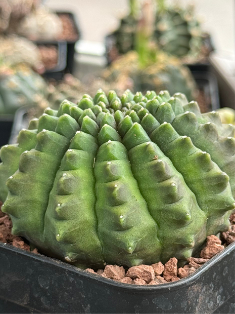 Gymnocalycium ‘Spine less’
