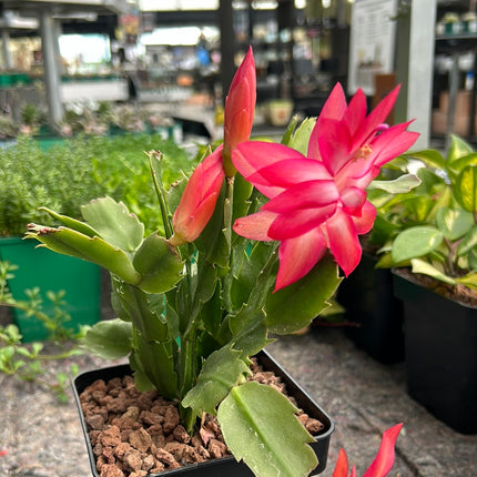 Schlumbergera truncata