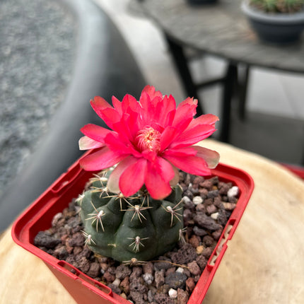 Gymnocalicyum baldianum