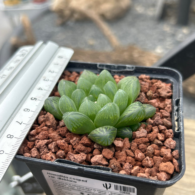 Haworthia cooperi var. dielsiana