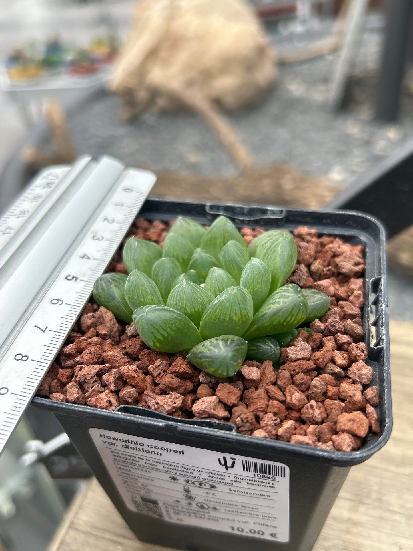 Haworthia cooperi var. dielsian