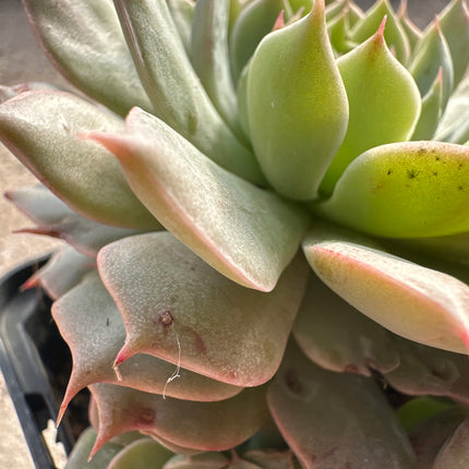 Echeveria 'Cubic Frost' | Die geometrische Eisrose