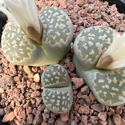Lithops salicola C351