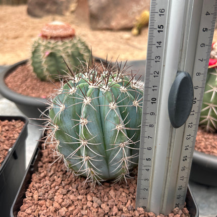 Melocactus azureus