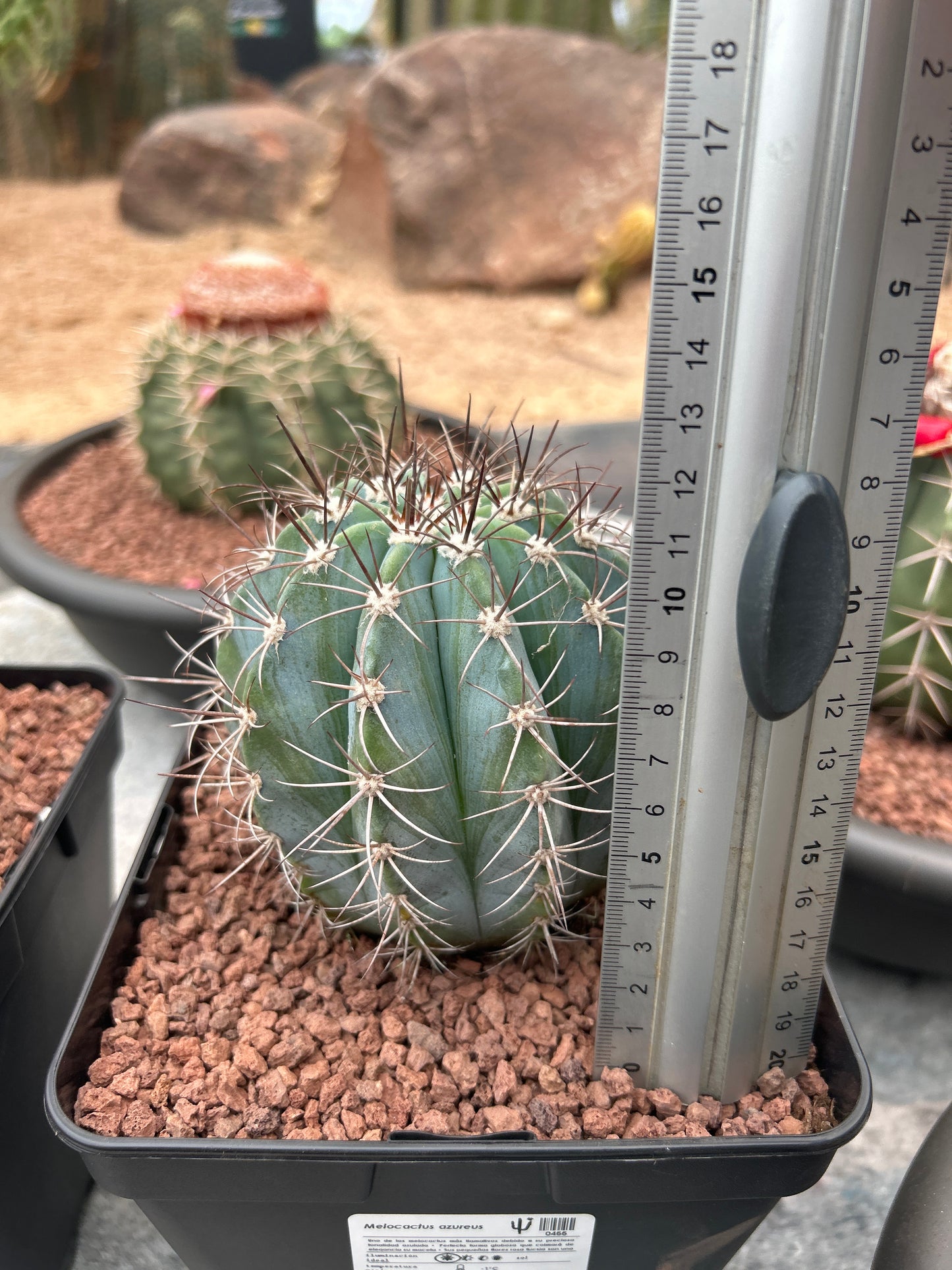 Melocactus azureus