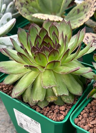 Sempervivum tectorum