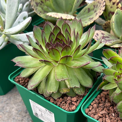 Sempervivum tectorum