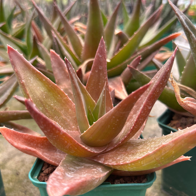 x Alworthia 'Schwarzer Edelstein'