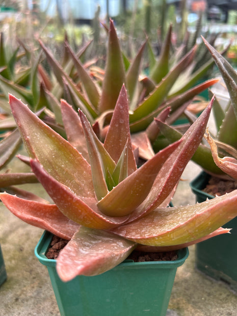 x Alworthia 'Schwarzer Edelstein'