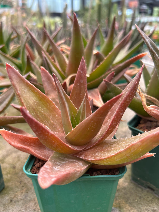 x Alworthia 'Black gem'