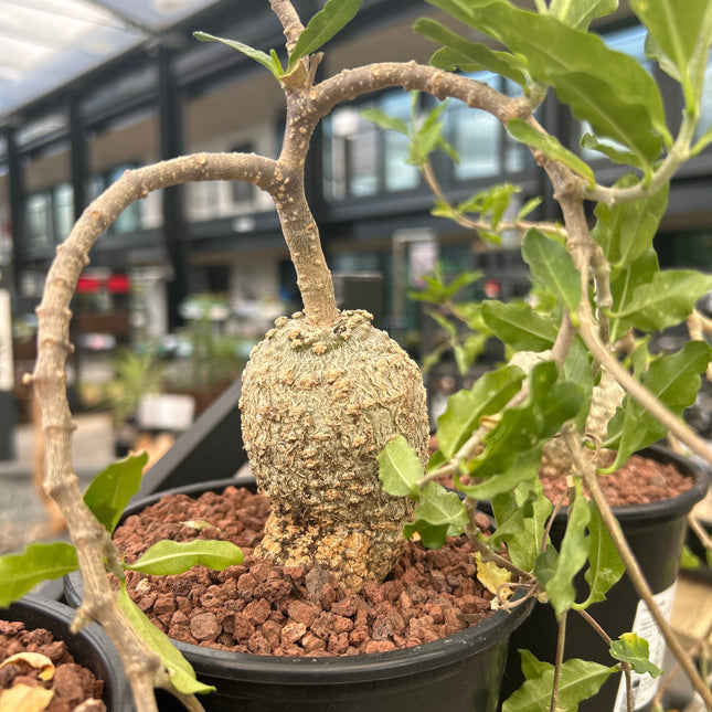 Fockea edulis