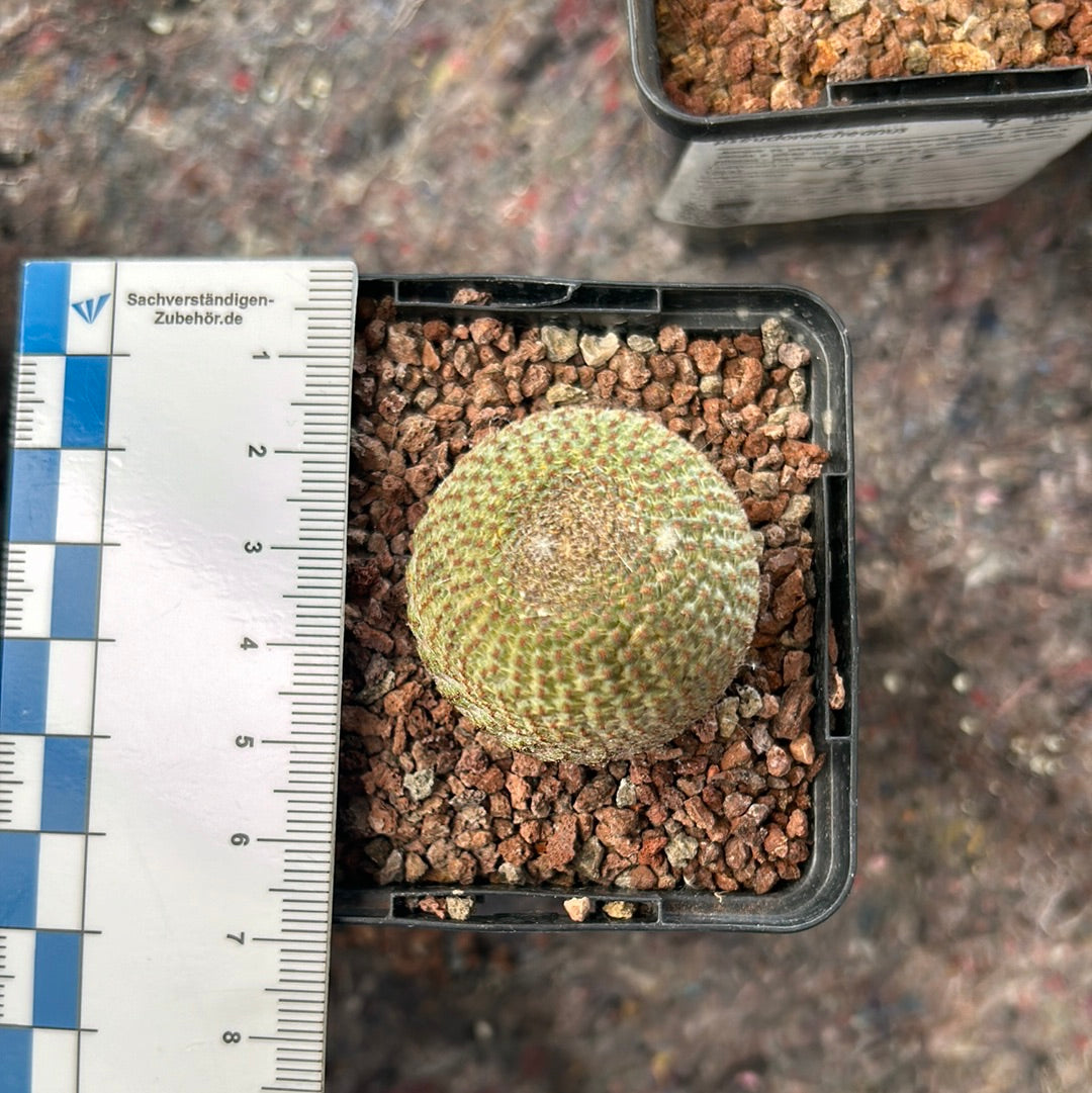 Reicheocactus pseudoreicheanus