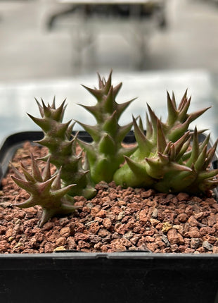 Huernia laevis