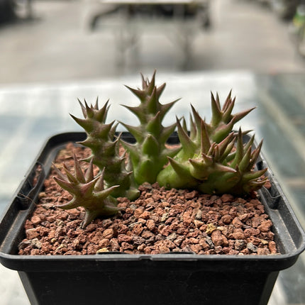 Huernia laevis