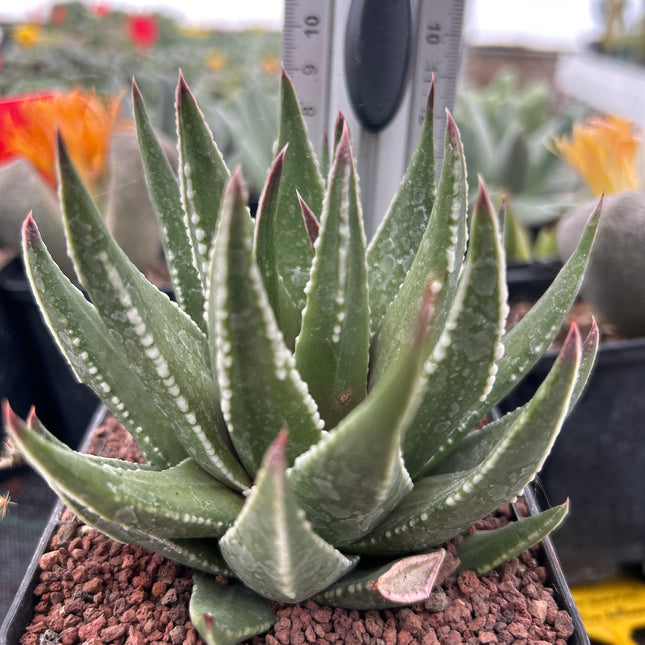 Tulista marginata 'Kin Orizuru'