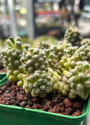 Anacampseros filamentosa var. tomentosa