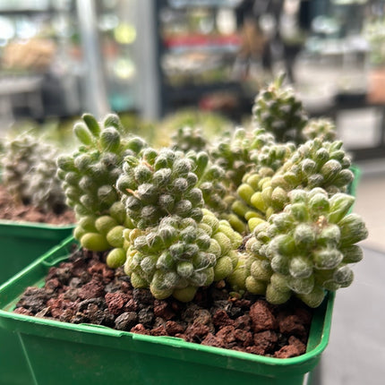 Anacampseros filamentosa var. tomentosa