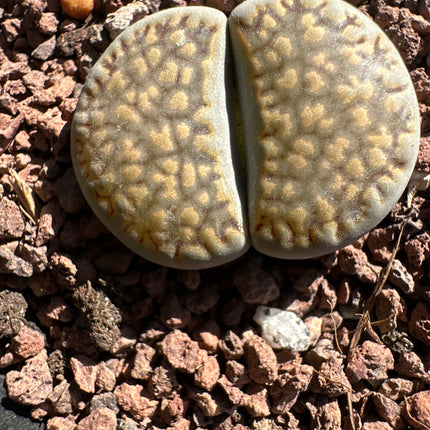Lithops hookeri var. hookeri C085