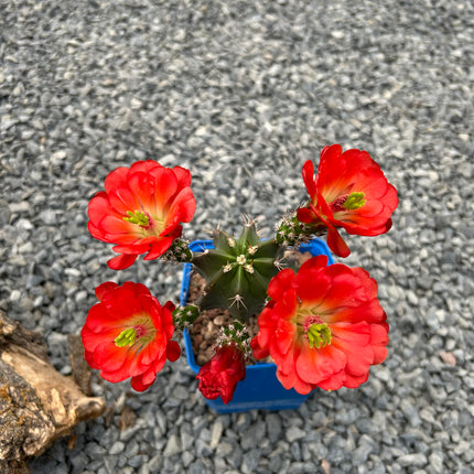 Echinocereus triglochidiatus