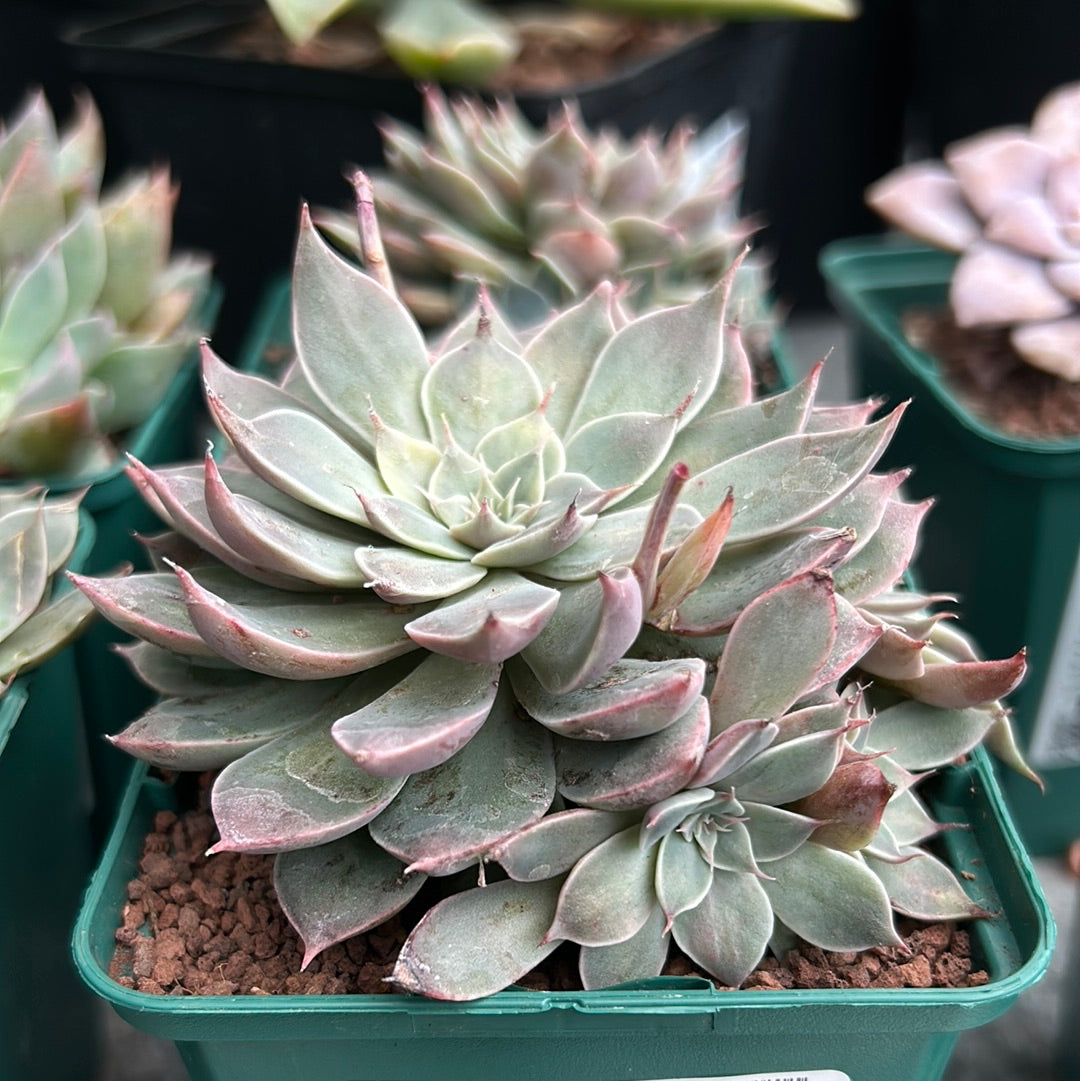 Graptopetalum `Heaven´