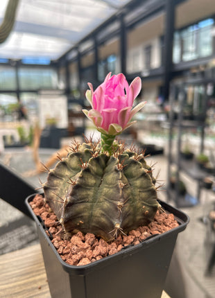 Gymnocalycium mihanovichii