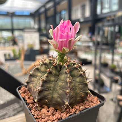 Gymnocalycium mihanovichii