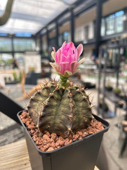 Gymnocalycium mihanovichii