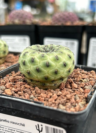 Weingartia rauschii ‘Green Apple’