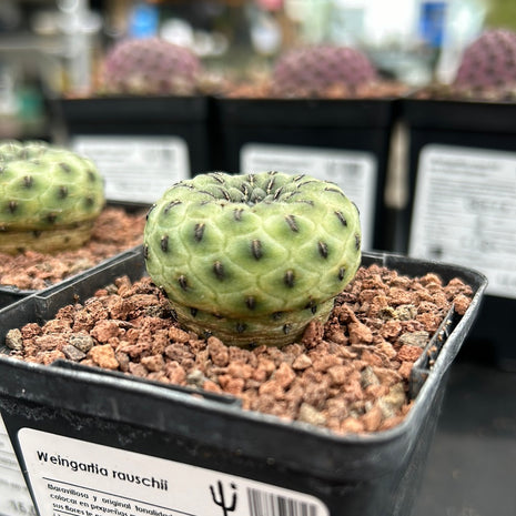 Weingartia rauschii ‘Green Apple’