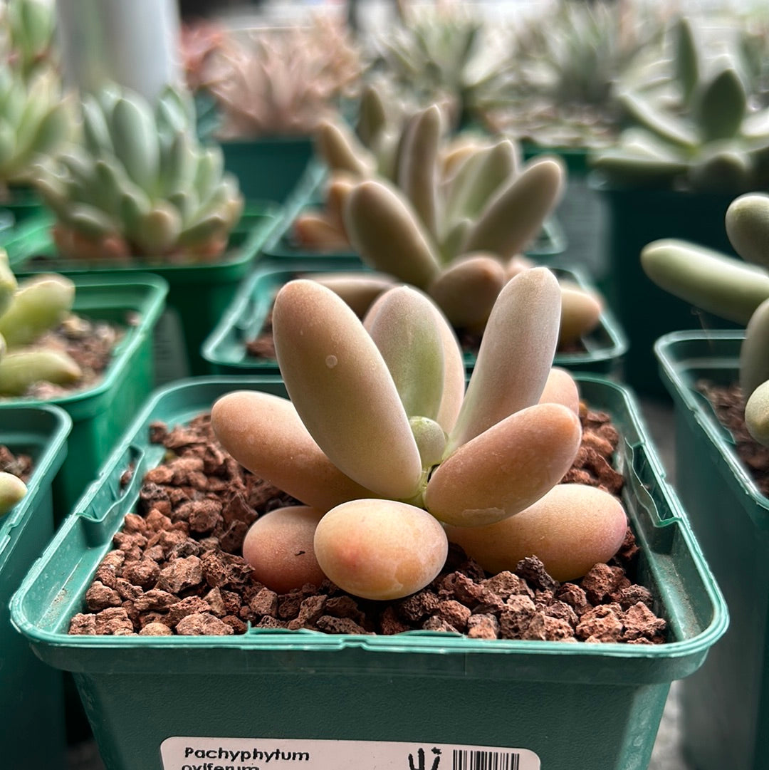 Pachyphytum oviferum