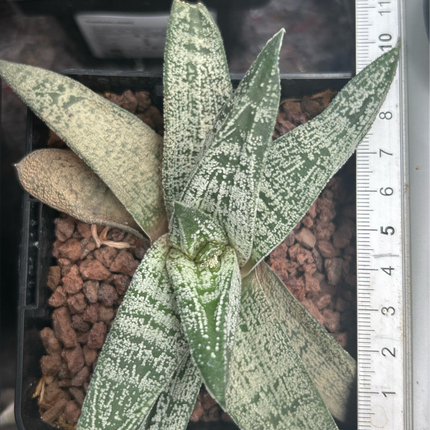 Gasteria ellaphieae
