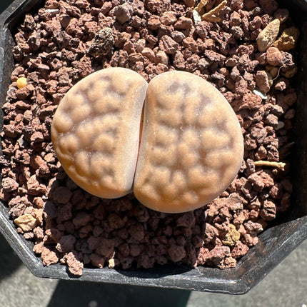 Lithops karasmontana ‘Opalina’ C169