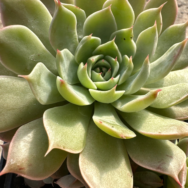 Echeveria 'Cubic Frost' | Die geometrische Eisrose